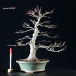 Acero Palmato Yamamomiji - immagine 8