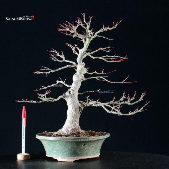 Acero Palmato Yamamomiji - immagine 8