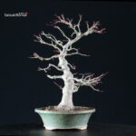 Acero Palmato Yamamomiji - immagine 9