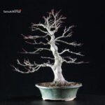 Acero Palmato Yamamomiji - immagine 10