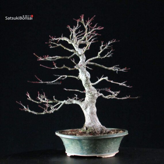 Acero Palmato Yamamomiji - immagine 10