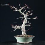 Acero Palmato Yamamomiji - immagine 11