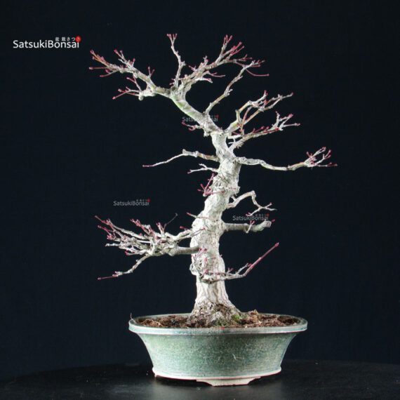 Acero Palmato Yamamomiji - immagine 11