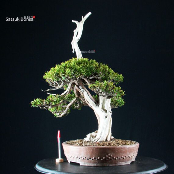 255624_1-Taxus-cuspidata-Tasso Taxus Cuspidata - Tasso - immagine 1