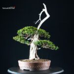 Taxus Cuspidata - Tasso - immagine 2