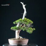 Taxus Cuspidata - Tasso - immagine 3