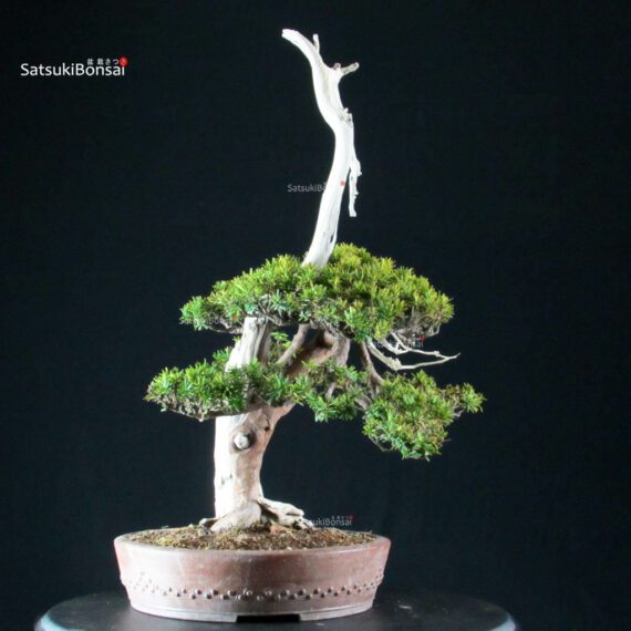 Taxus Cuspidata - Tasso - immagine 3