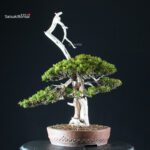 Taxus Cuspidata - Tasso - immagine 4