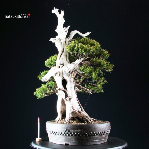 Taxus Cuspidata - Tasso - immagine 1