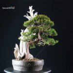 Taxus Cuspidata - Tasso - immagine 2
