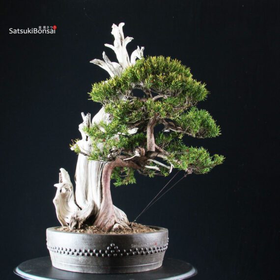 Taxus Cuspidata - Tasso - immagine 2