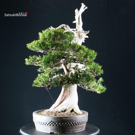 Taxus Cuspidata - Tasso - immagine 3