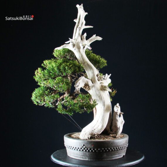 Taxus Cuspidata - Tasso - immagine 4