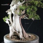 Taxus Cuspidata - Tasso - immagine 5