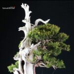 Taxus Cuspidata - Tasso - immagine 6