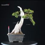 Taxus Cuspidata - Tasso