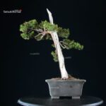 Taxus Cuspidata - Tasso - immagine 4