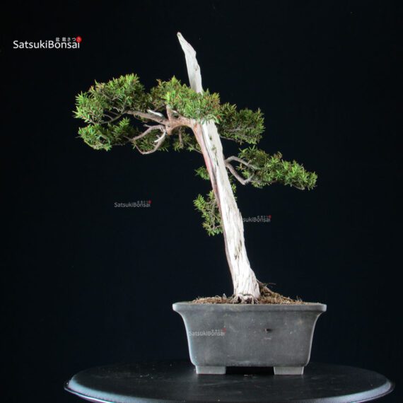 Taxus Cuspidata - Tasso - immagine 4