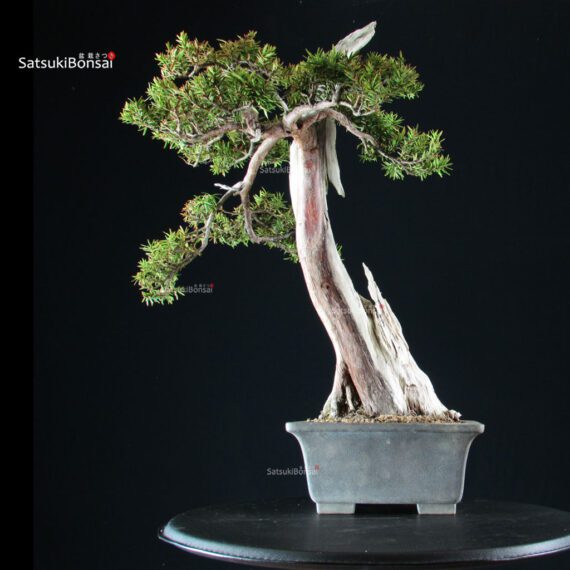 Taxus Cuspidata - Tasso - immagine 3
