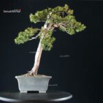Taxus Cuspidata - Tasso - immagine 2