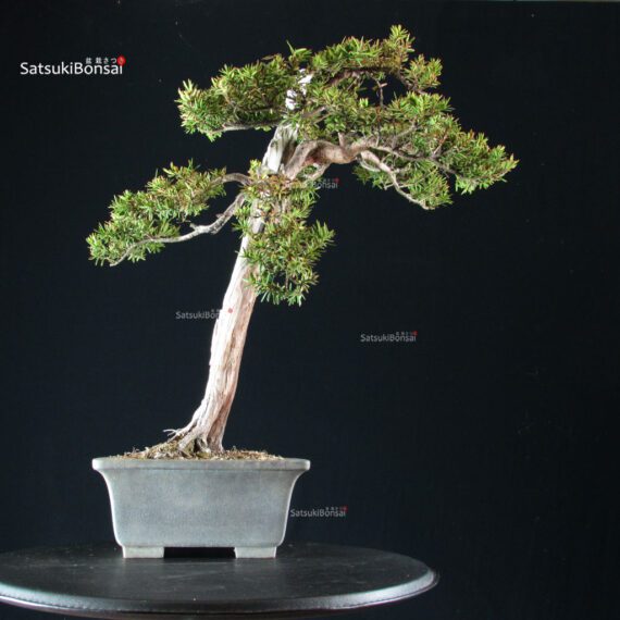 Taxus Cuspidata - Tasso - immagine 2