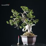 Taxus Cuspidata - Tasso