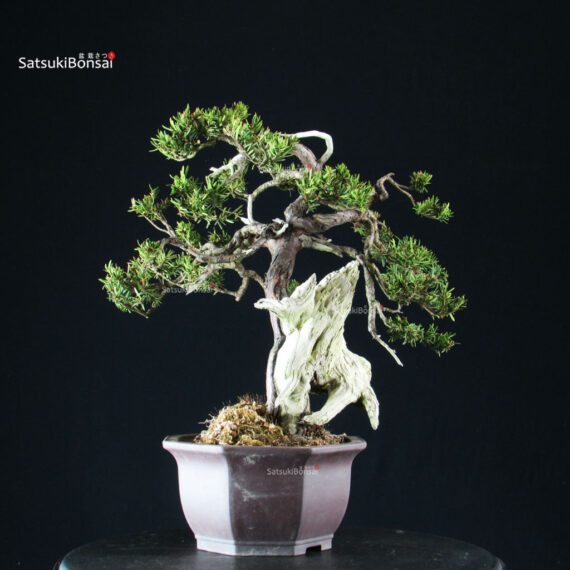 Taxus Cuspidata - Tasso - immagine 2