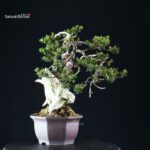 Taxus Cuspidata - Tasso - immagine 3