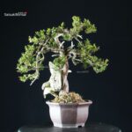 Taxus Cuspidata - Tasso - immagine 4