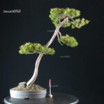 Taxus Cuspidata - Tasso