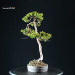 Taxus Cuspidata - Tasso - immagine 2