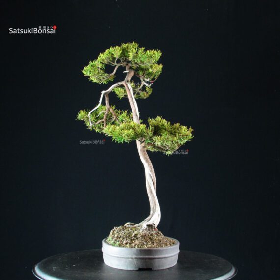 Taxus Cuspidata - Tasso - immagine 2