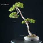 Taxus Cuspidata - Tasso - immagine 3