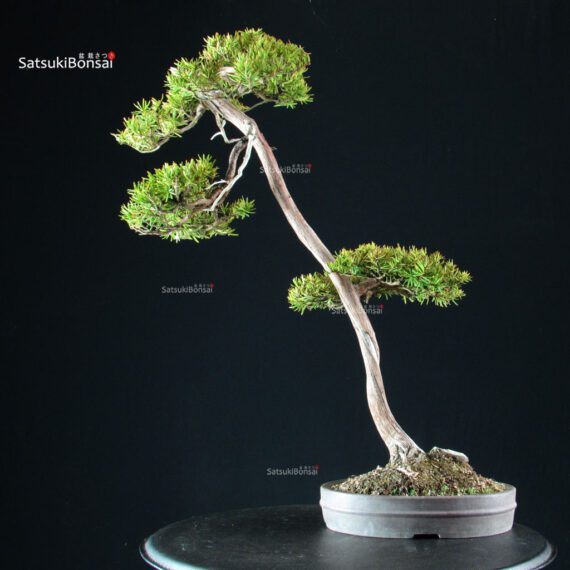 Taxus Cuspidata - Tasso - immagine 3