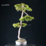 Taxus Cuspidata - Tasso - immagine 4