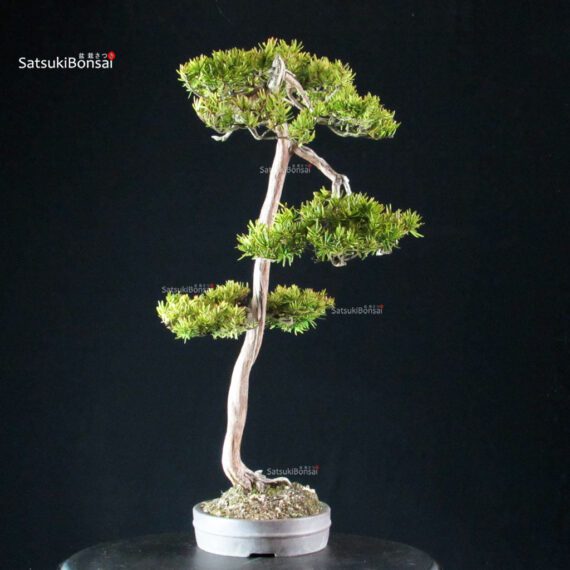 Taxus Cuspidata - Tasso - immagine 4