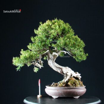 Taxus Cuspidata - Tasso