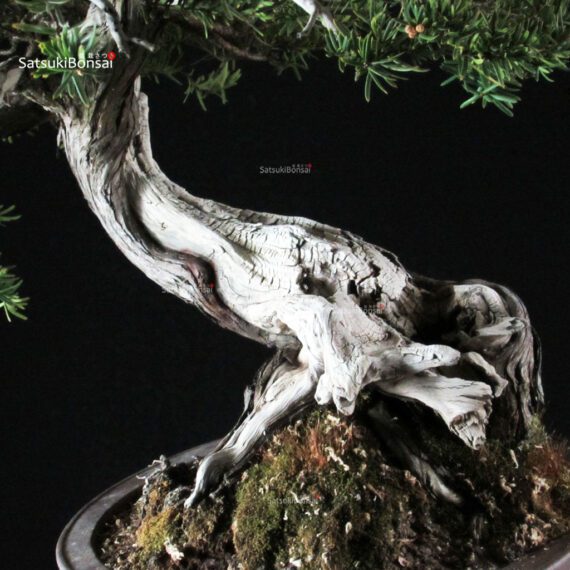 Taxus Cuspidata - Tasso - immagine 6