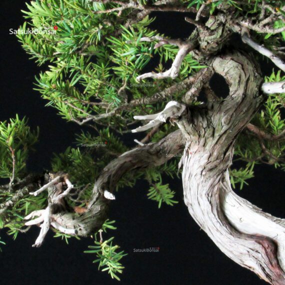 Taxus Cuspidata - Tasso - immagine 7