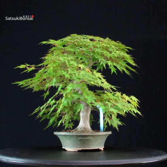 Acero Palmato Yamamomiji - immagine 7