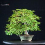 Acero Palmato Yamamomiji - immagine 6