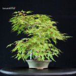 Acero Palmato Yamamomiji - immagine 5