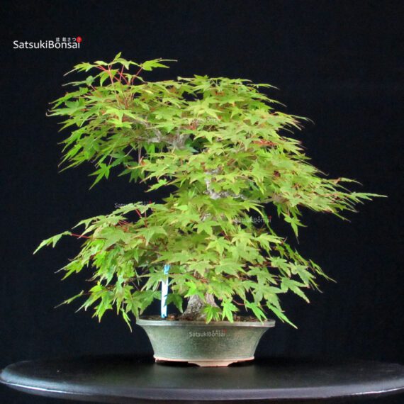 Acero Palmato Yamamomiji - immagine 5