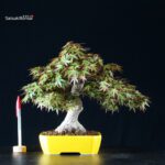 Acero Palmato Yamamomiji - immagine 5