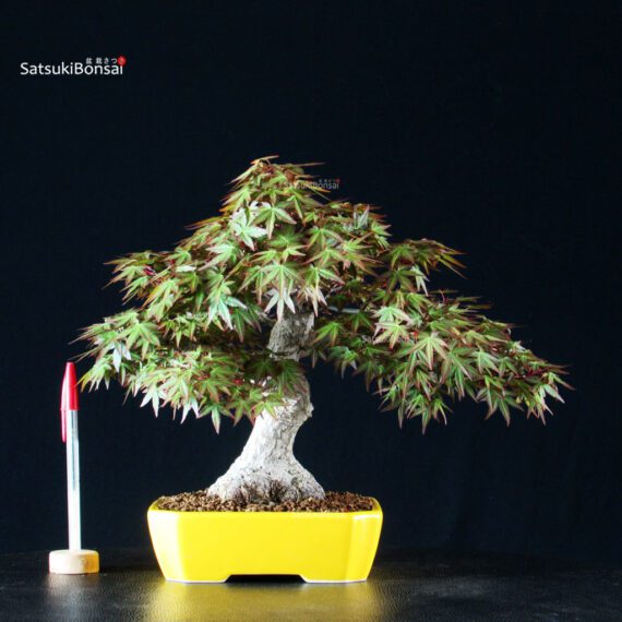 Acero Palmato Yamamomiji - immagine 5