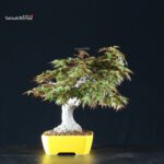 Acero Palmato Yamamomiji - immagine 6