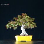 Acero Palmato Yamamomiji - immagine 7