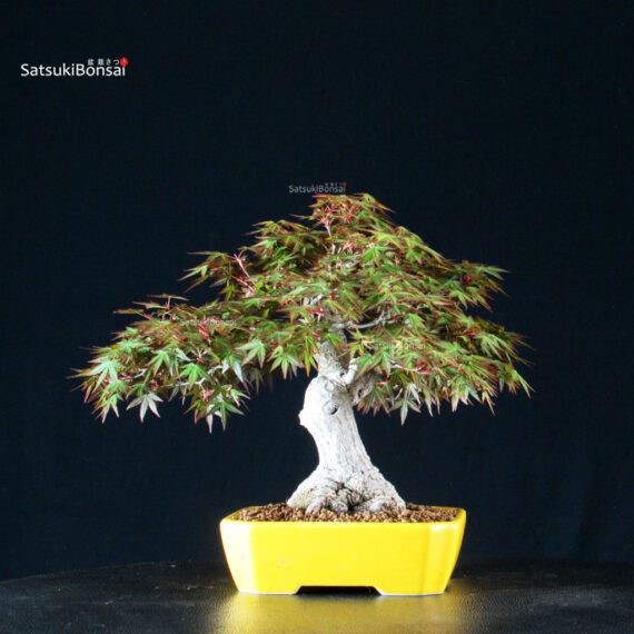 Acero Palmato Yamamomiji - immagine 7