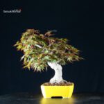 Acero Palmato Yamamomiji - immagine 8