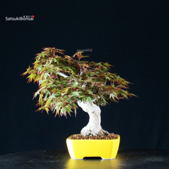 Acero Palmato Yamamomiji - immagine 8